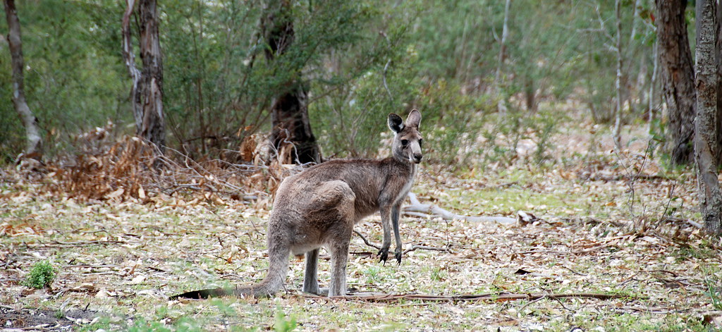 Kangaroo Island Travel Guide: Plan Your Trip with Confidence — Kangaroo Island, Australia travel guide
