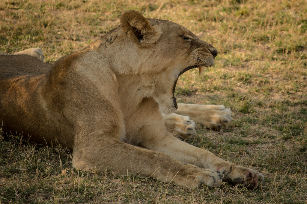 South Luangwa Travel Guide: Plan Your Trip with Confidence — South Luangwa National Park, Zambia travel guide