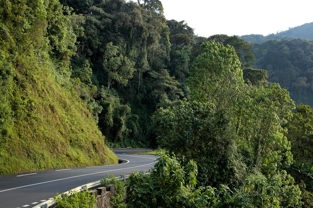 Nyungwe Forest Travel Guide: Plan Your Trip with Confidence — Nyungwe National Park, Rwanda travel guide