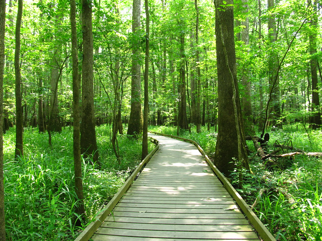 Congaree National Park Travel Guide: Plan Your Trip with Confidence — Congaree National Park, United States travel guide