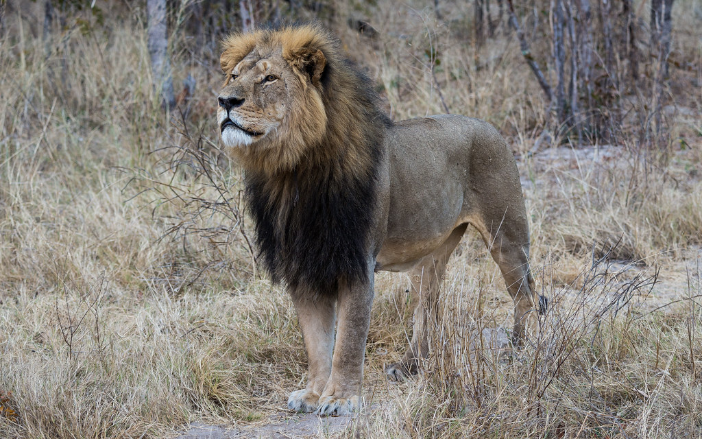 Hwange National Park Travel Guide: Plan Your Trip with Confidence — Hwange National Park, Zimbabwe travel guide