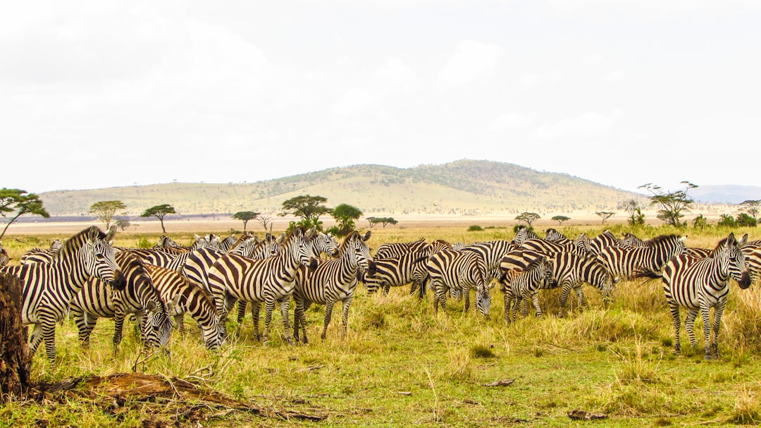 Serengeti National Park Travel Guide: Everything You Need to Know — Serengeti, Tanzania travel guide