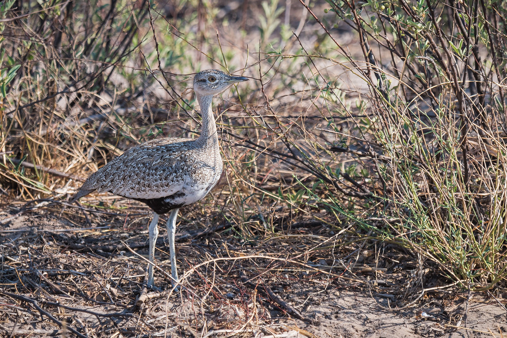 Makgadikgadi Pans Travel Guide: Plan Your Trip with Confidence — Makgadikgadi Pans, Botswana travel guide