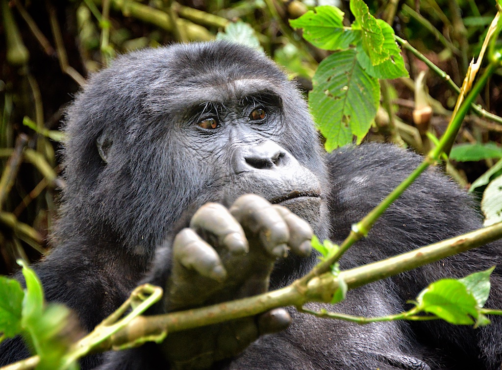 Bwindi Forest Travel Guide: Plan Your Trip with Confidence — Bwindi Impenetrable Forest, Uganda travel guide