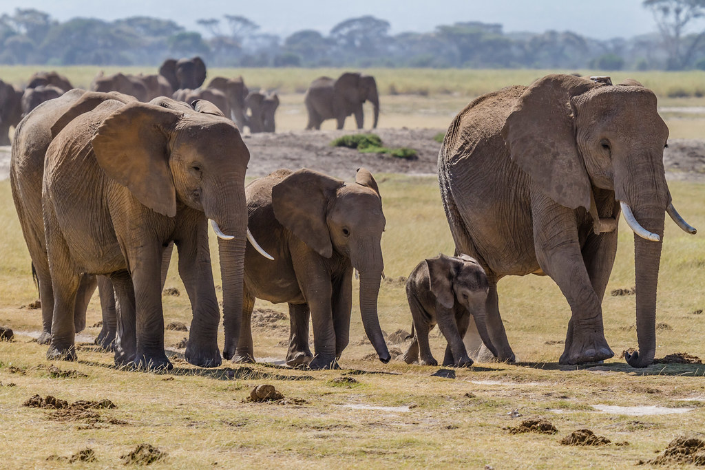 Amboseli National Park Travel Guide: Plan Your Trip with Confidence — Amboseli National Park, Kenya travel guide