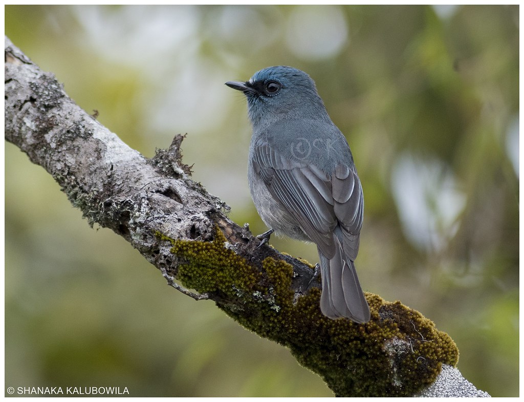 Horton Plains Travel Guide: Plan Your Trip with Confidence — Horton Plains National Park, Sri Lanka travel guide