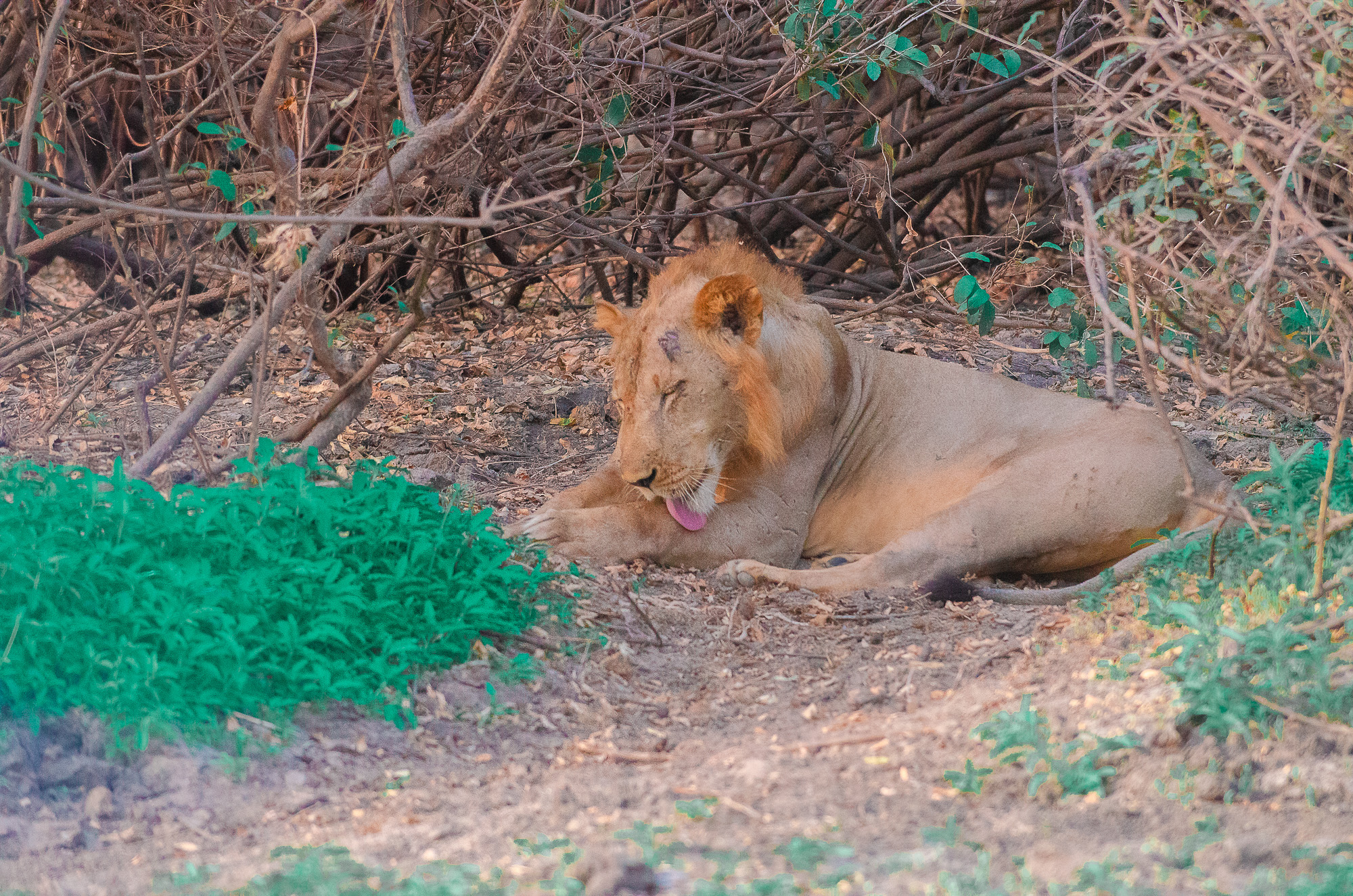 Selous Nyerere Park Travel Guide: Plan Your Trip with Confidence — Nyerere National Park, Tanzania travel guide