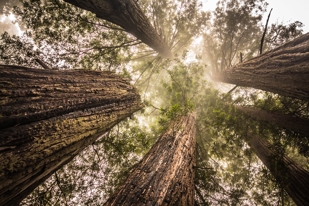 Redwood National Park Travel Guide: Plan Your Trip with Confidence — Redwood National and State Parks, United States travel guide