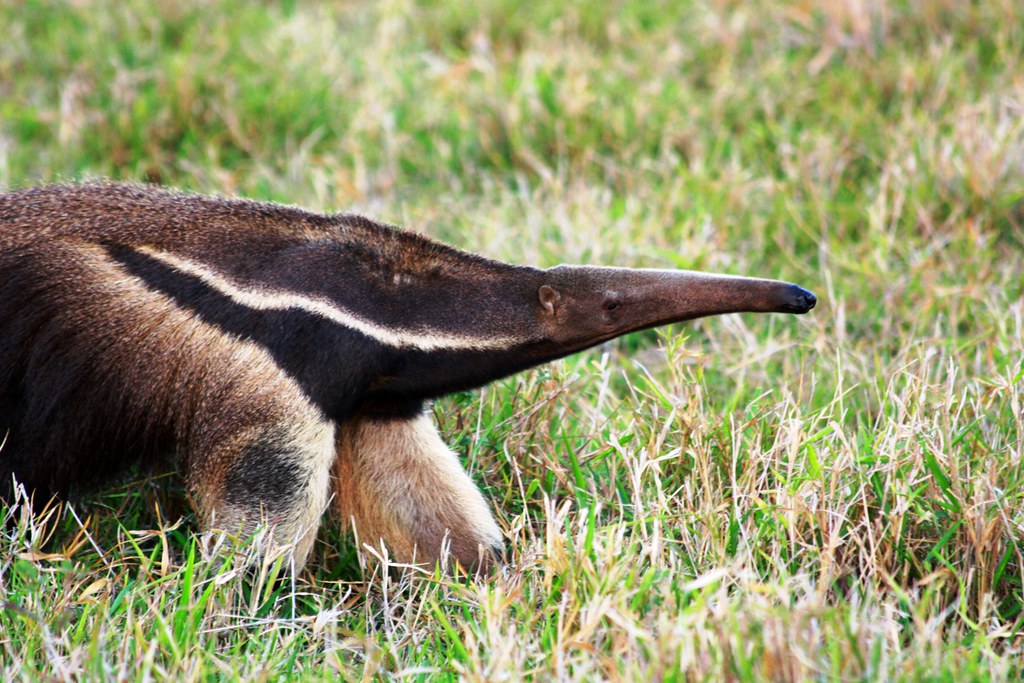 Pantanal Wetlands Travel Guide: Plan Your Trip with Confidence — Pantanal, Brazil travel guide