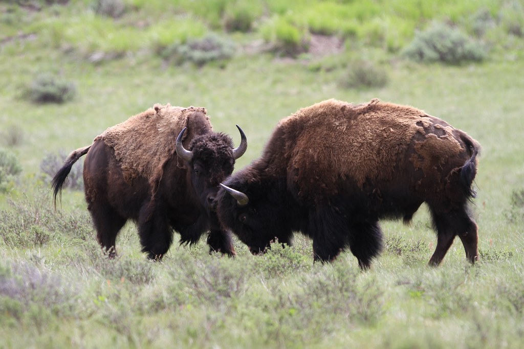 Yellowstone Lamar Valley Travel Guide: Plan Your Trip with Confidence — Yellowstone Lamar Valley, USA travel guide