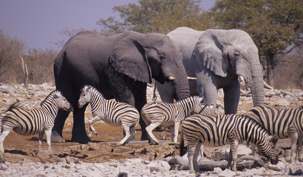 Etosha Pan Travel Guide: Plan Your Trip with Confidence — Etosha National Park, Namibia travel guide
