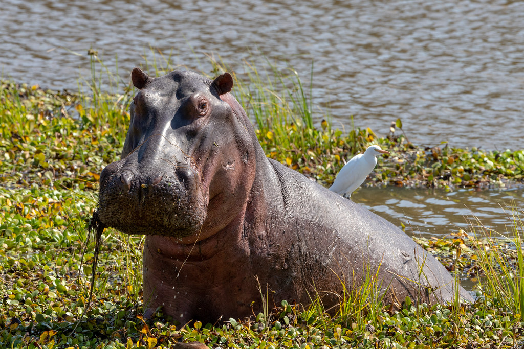Mana Pools Travel Guide: Plan Your Trip with Confidence — Mana Pools National Park, Zimbabwe travel guide
