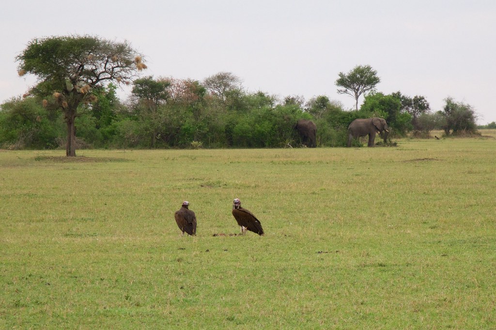 Ngorongoro Conservation Area Travel Guide: Plan Your Trip with Confidence — Ngorongoro, Tanzania travel guide