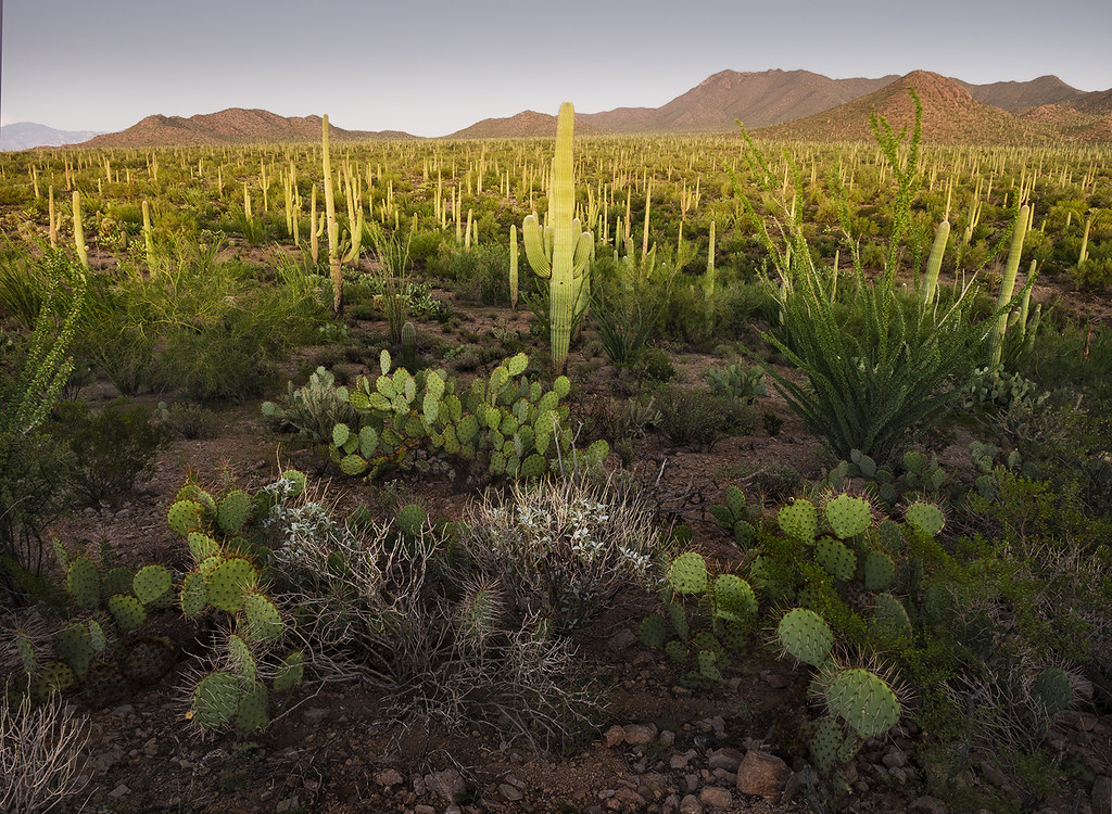 Saguaro National Park Travel Guide: Plan Your Trip with Confidence — Saguaro National Park, United States travel guide