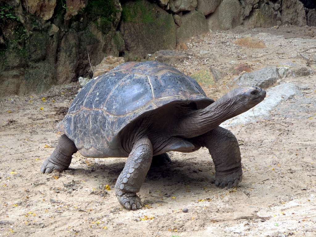 Aldabra Atoll Travel Guide: Plan Your Trip with Confidence — Aldabra, Seychelles travel guide