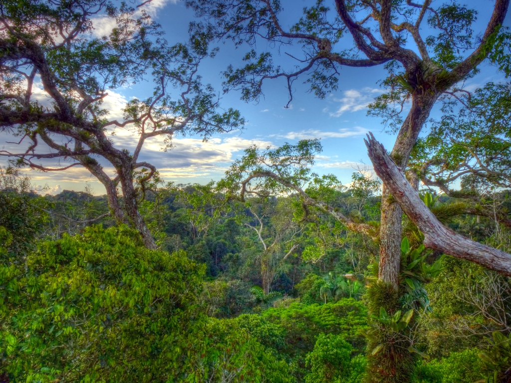 Yasuni National Park Travel Guide: Plan Your Trip with Confidence — Yasuni National Park, Ecuador travel guide