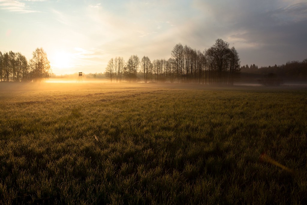 Bialowieza Forest Travel Guide: Plan Your Trip with Confidence — Bialowieza Forest, Poland travel guide