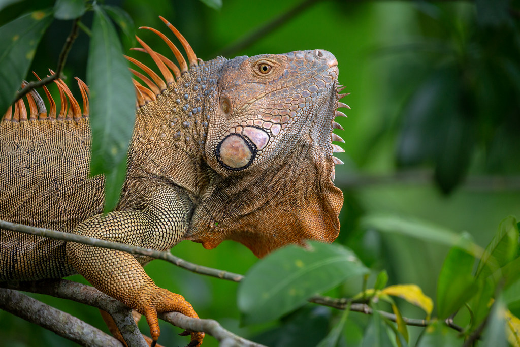 Tortuguero Travel Guide: Plan Your Trip with Confidence — Tortuguero National Park, Costa Rica travel guide