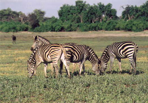 Moremi Game Reserve Travel Guide: Plan Your Trip with Confidence — Moremi Game Reserve, Botswana travel guide