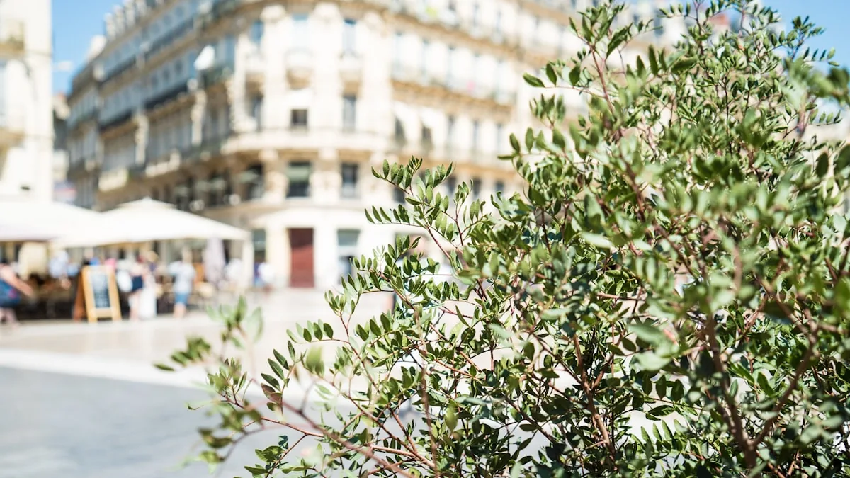 Montpellier Adventure: Routes, Views and Outdoor Experiences