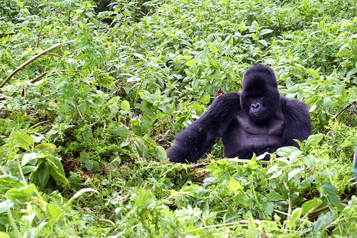 Volcanoes Park Travel Guide: Plan Your Trip with Confidence — Volcanoes National Park, Rwanda travel guide