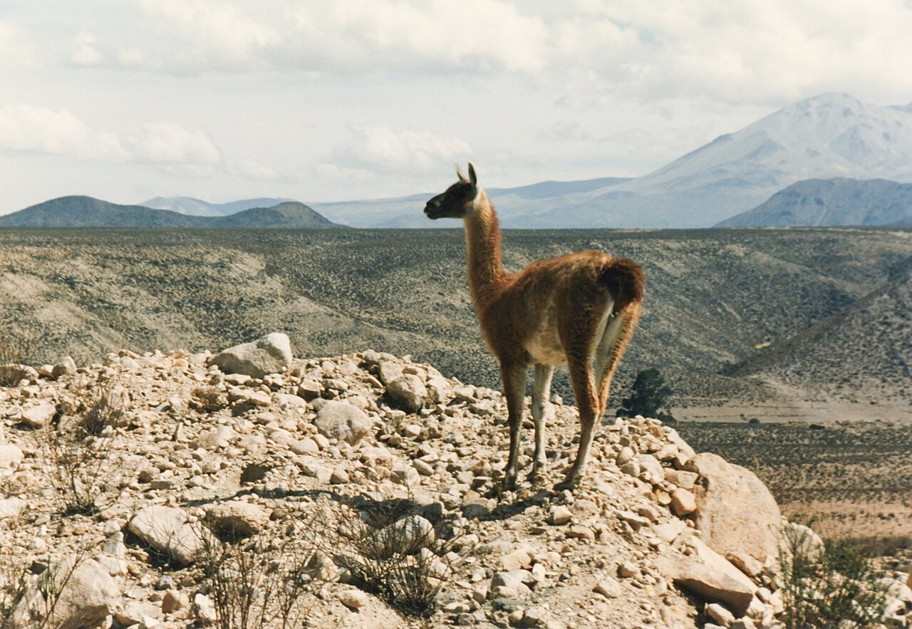 Lauca National Park Travel Guide: Plan Your Trip with Confidence — Lauca National Park, Chile travel guide