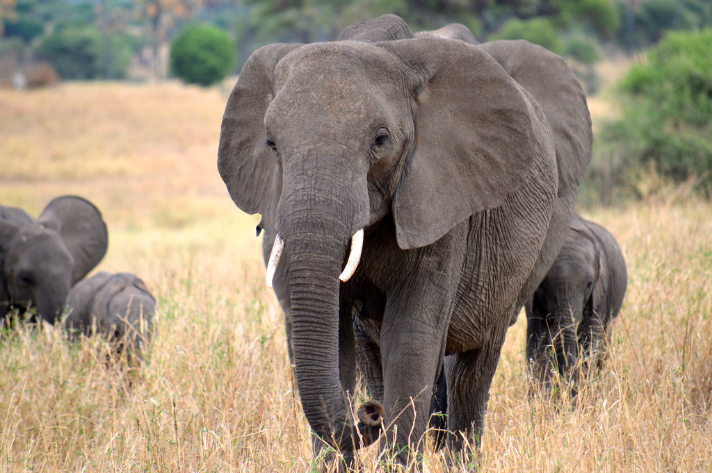 Tarangire Travel Guide: Plan Your Trip with Confidence — Tarangire National Park, Tanzania travel guide