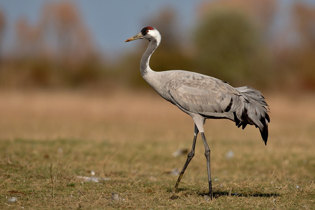 Hortobagy Travel Guide: Plan Your Trip with Confidence — Hortobagy National Park, Hungary travel guide