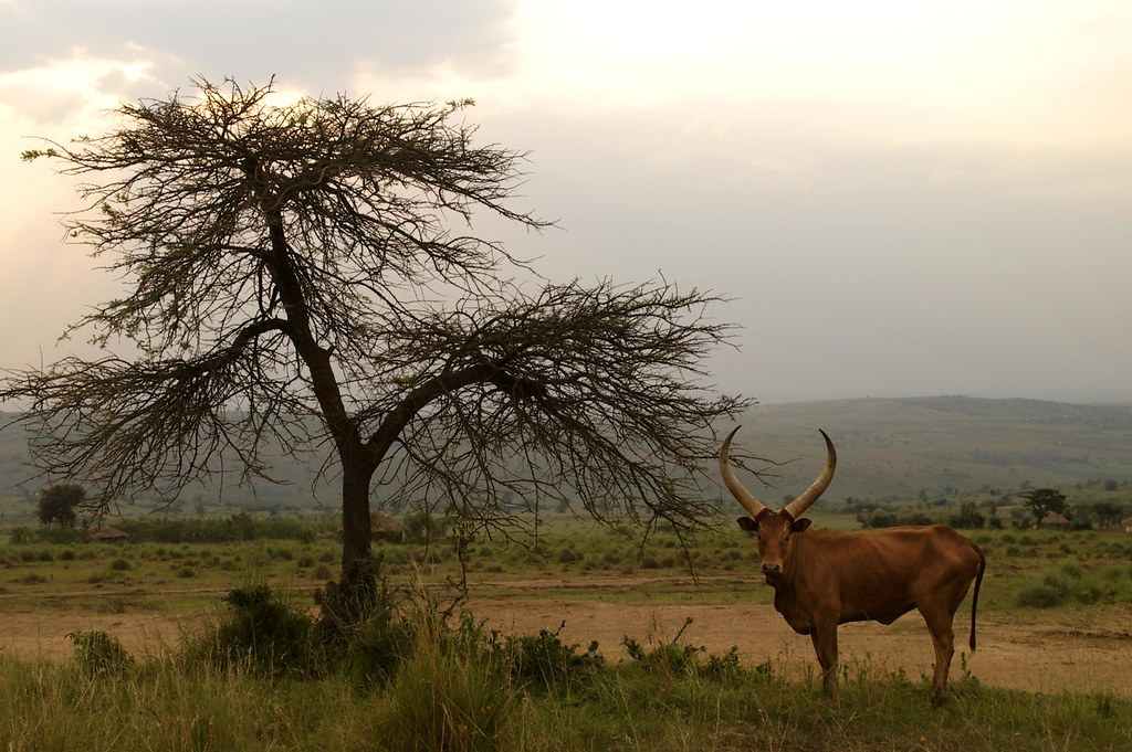 Akagera Park Travel Guide: Plan Your Trip with Confidence — Akagera National Park, Rwanda travel guide