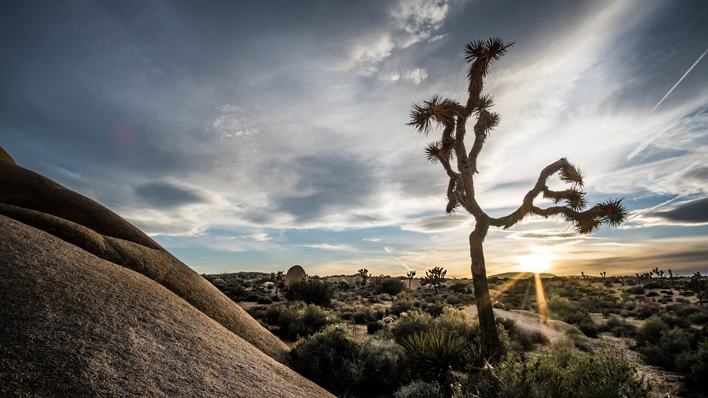 Joshua Tree National Park Travel Guide: Plan Your Trip with Confidence — Joshua Tree National Park, United States travel guide