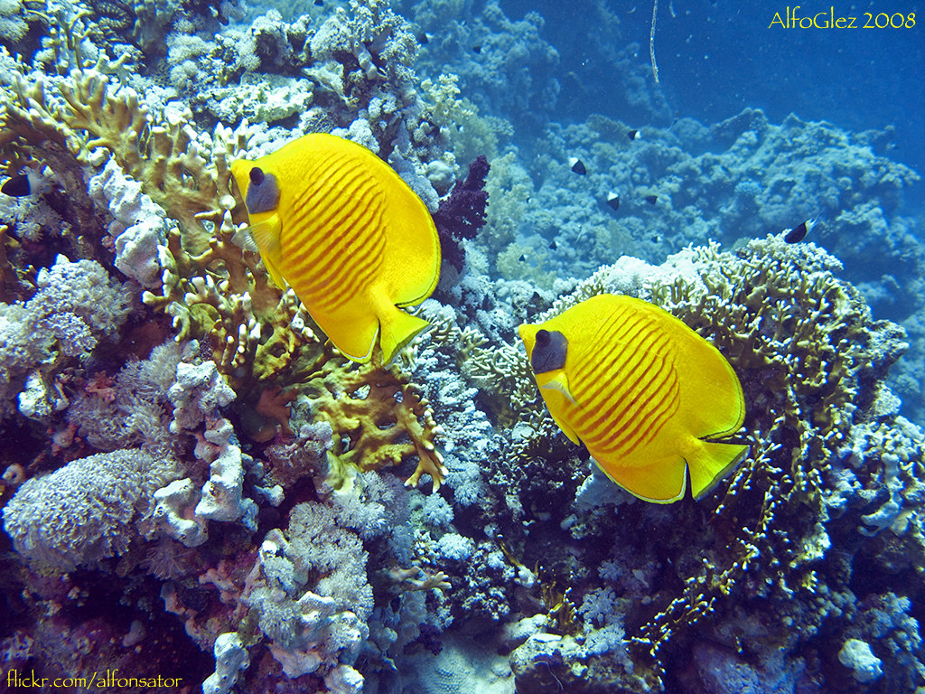 Ras Mohammed Reef Travel Guide: Plan Your Trip with Confidence — Ras Mohammed National Park, Egypt travel guide