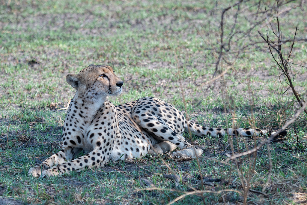 Chobe National Park Travel Guide: Plan Your Trip with Confidence — Chobe National Park, Botswana travel guide