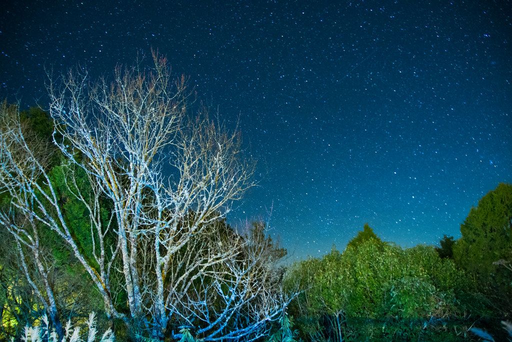 Alishan Travel Guide: Plan Your Trip with Confidence — Alishan National Scenic Area, Taiwan travel guide