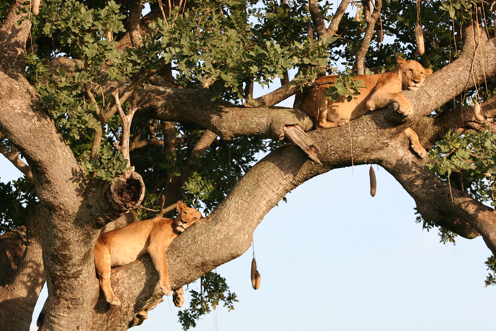 Kidepo Valley Travel Guide: Plan Your Trip with Confidence — Kidepo Valley National Park, Uganda travel guide