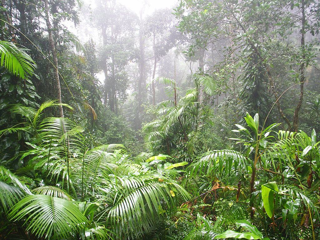 Daintree Rainforest Travel Guide: Plan Your Trip with Confidence — Daintree Rainforest, Australia travel guide