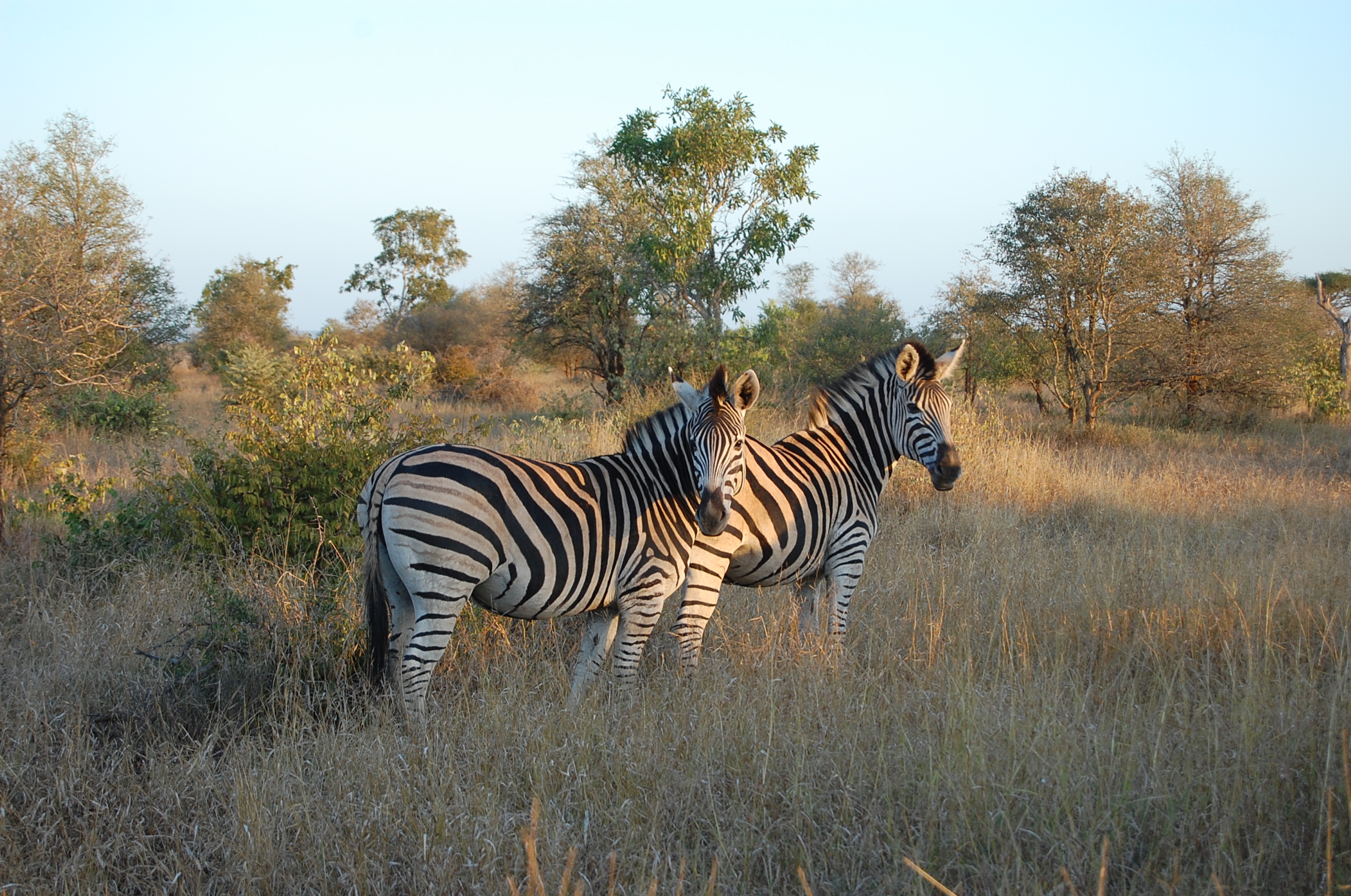 Kruger National Park Travel Guide: Everything You Need to Know — Kruger National Park, South Africa travel guide