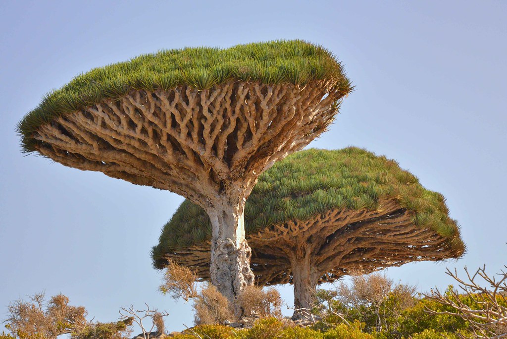 Socotra Island Travel Guide: Plan Your Trip with Confidence — Socotra Island, Yemen travel guide