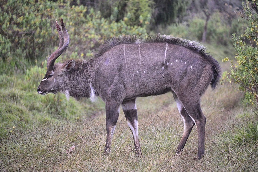 Bale Mountains Travel Guide: Plan Your Trip with Confidence — Bale Mountains National Park, Ethiopia travel guide