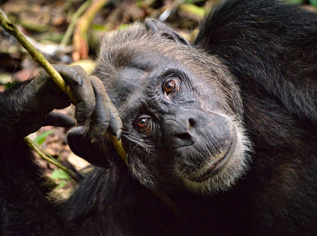 Kibale Forest Travel Guide: Plan Your Trip with Confidence — Kibale National Park, Uganda travel guide