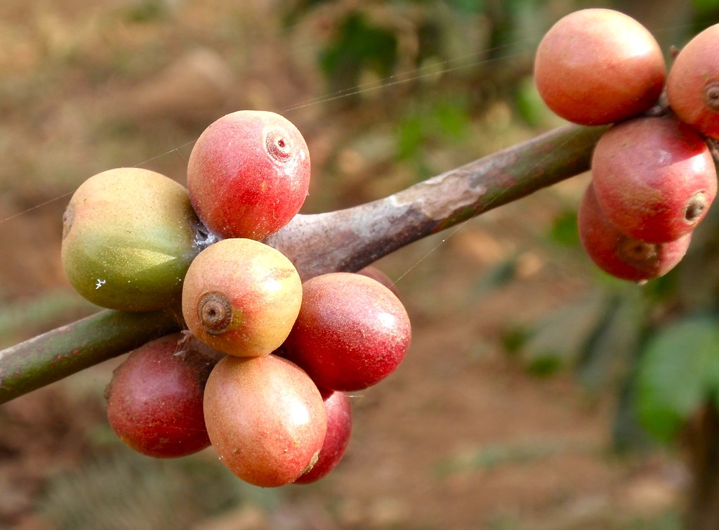Bolaven Plateau Travel Guide: Plan Your Trip with Confidence — Bolaven Plateau, Laos travel guide