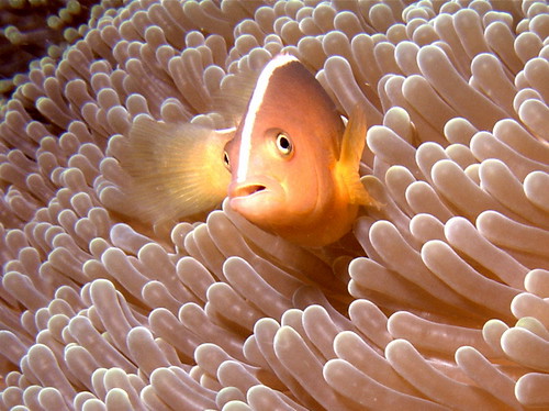 Bunaken Travel Guide: Plan Your Trip with Confidence — Bunaken National Marine Park, Indonesia travel guide
