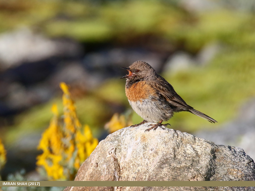 Deosai Plains Travel Guide: Plan Your Trip with Confidence — Deosai National Park, Pakistan travel guide