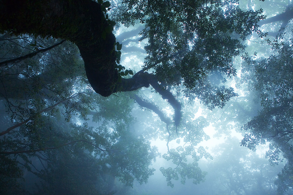 Yakushima Travel Guide: Plan Your Trip with Confidence — Yakushima Island, Japan travel guide