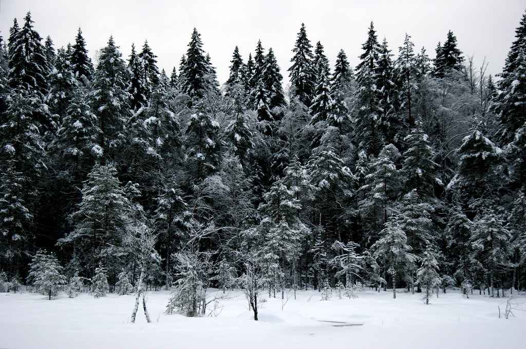 Nuuksio Travel Guide: Plan Your Trip with Confidence — Nuuksio National Park, Finland travel guide