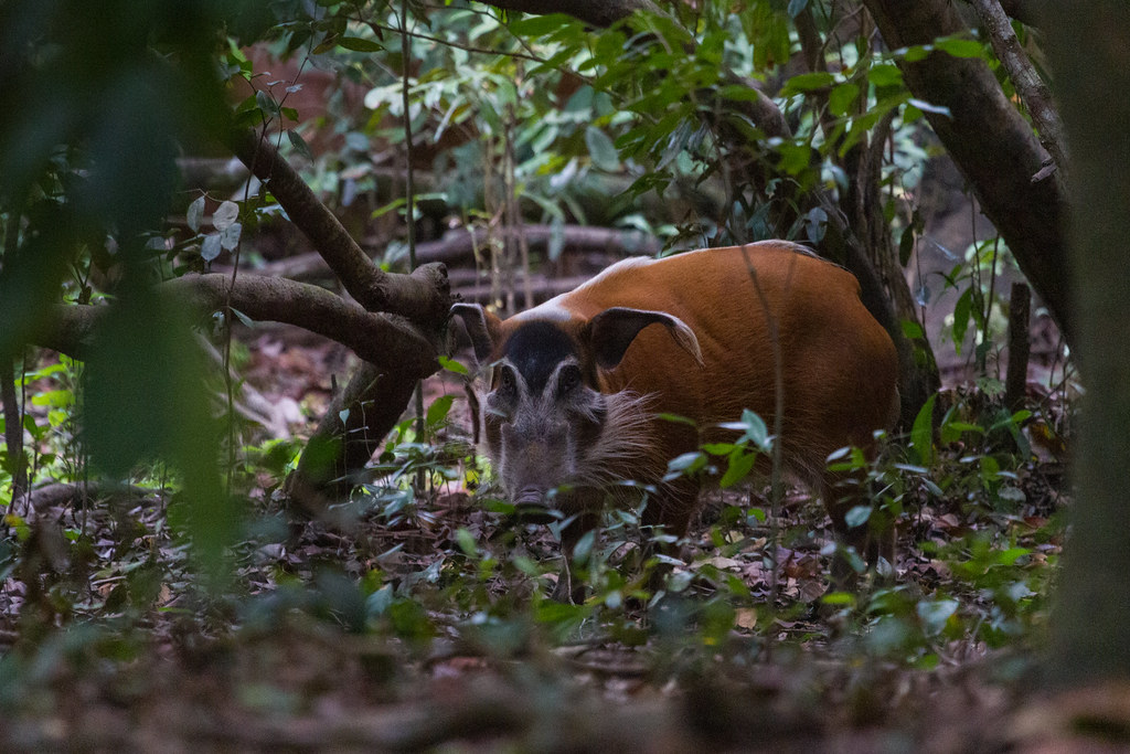 Loango National Park Travel Guide: Plan Your Trip with Confidence — Loango National Park, Gabon travel guide