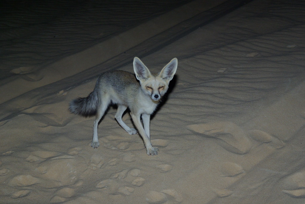 White Desert Travel Guide: Plan Your Trip with Confidence — White Desert, Egypt travel guide
