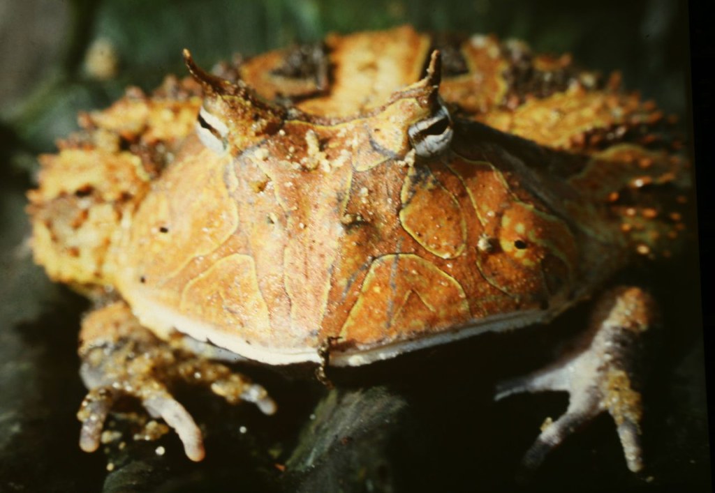 Brownsberg Reserve Travel Guide: Plan Your Trip with Confidence — Brownsberg Nature Park, Suriname travel guide