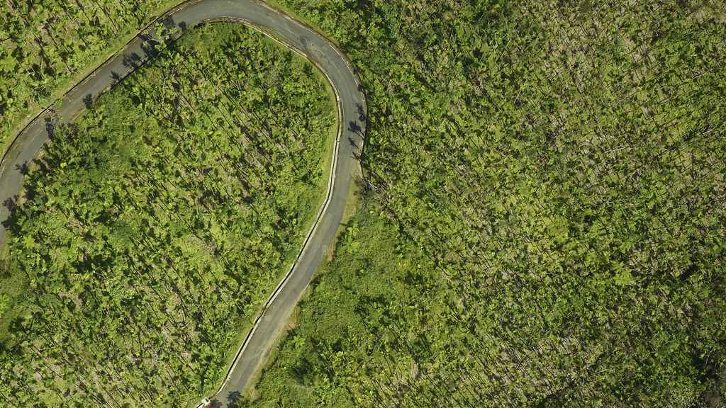 El Yunque Rainforest Travel Guide: Plan Your Trip with Confidence — El Yunque National Forest, Puerto Rico travel guide