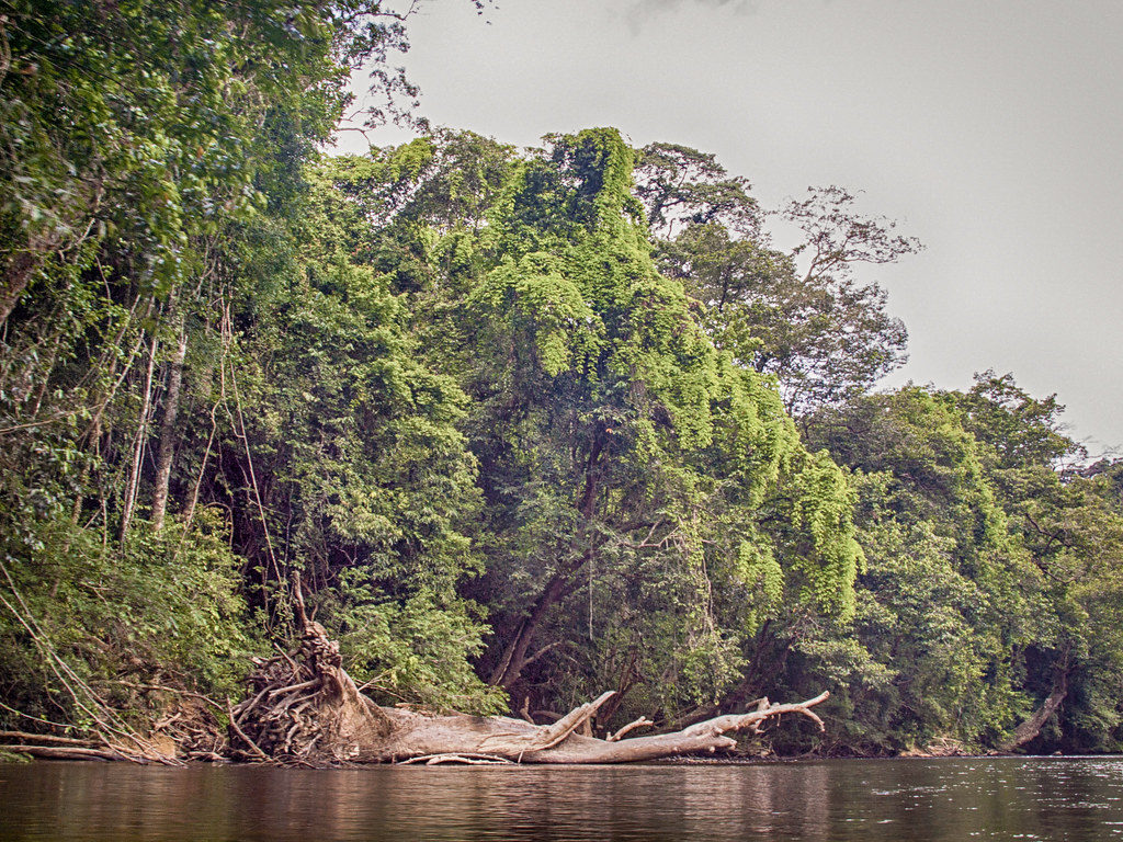 Taman Negara Travel Guide: Plan Your Trip with Confidence — Taman Negara National Park, Malaysia travel guide