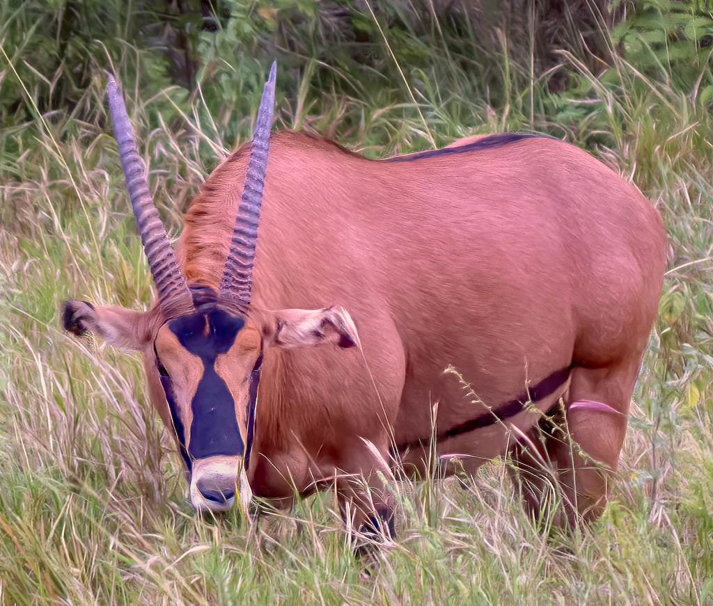 Tsavo East Travel Guide: Plan Your Trip with Confidence — Tsavo East National Park, Kenya travel guide